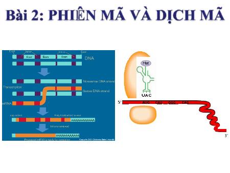 Bài giảng Sinh học 12 - Bài 2: Phiên mã và dịch mã Bài giảng Sinh học 12 - Bài 2: Phiên mã và dịch mã