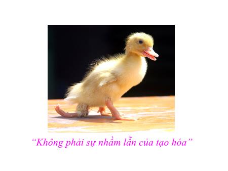 Bài giảng Sinh học 12 - Bài 4: Đột biến gen Bài giảng Sinh học 12 - Bài 4: Đột biến gen