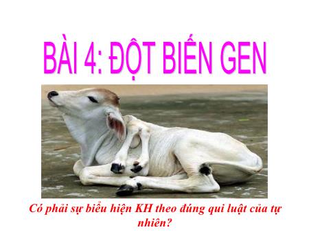 Bài giảng Sinh học Lớp 12 - Bài 4: Đột biến gen